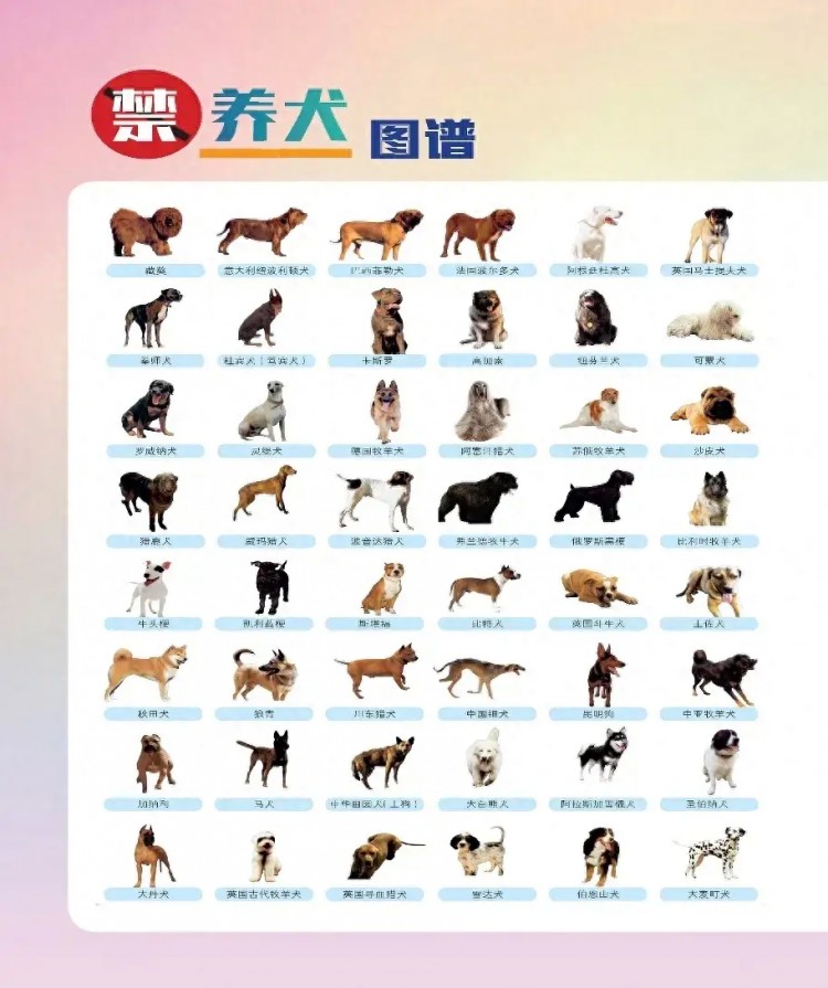 沈阳到底哪些犬不能养？这有明确答案！