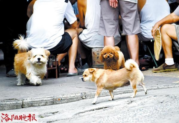 被流浪狗咬伤咋办？接种疫苗前的处置很关键