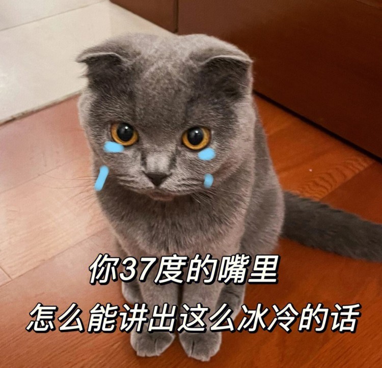 这15件小事，是猫的心声，看着哭！