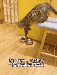 刚过完年就自己去猫咖应聘上班这只流浪猫也太有上进心