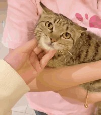 刚过完年就自己去猫咖应聘上班这只流浪猫也太有上进心