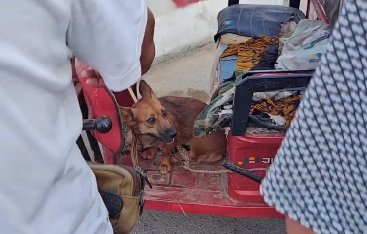 十四十块钱，满是恐惧地看着家犬上狗肉车，狗贩直言：十块钱我都不喂