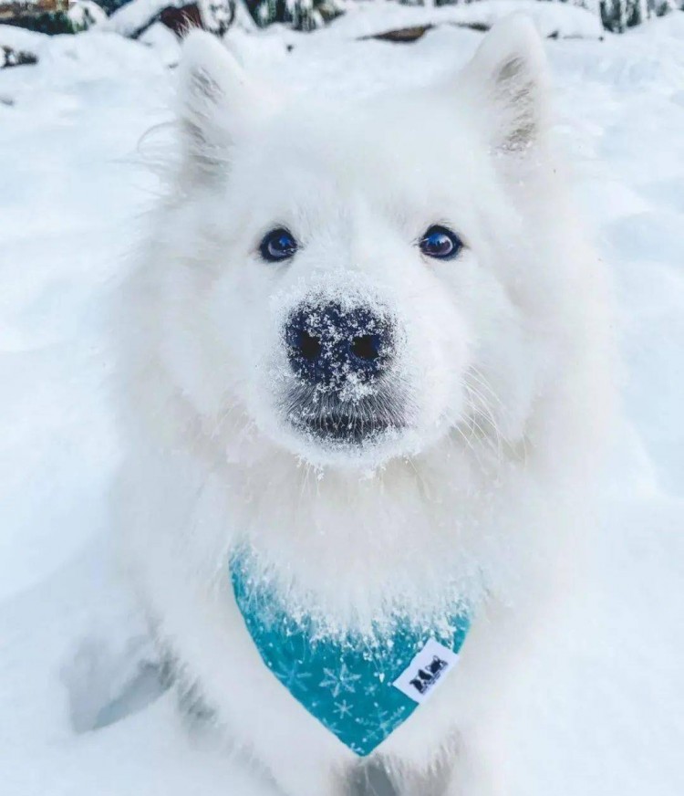 萨摩耶大揭秘传奇的雪橇犬400年历史的陪伴者