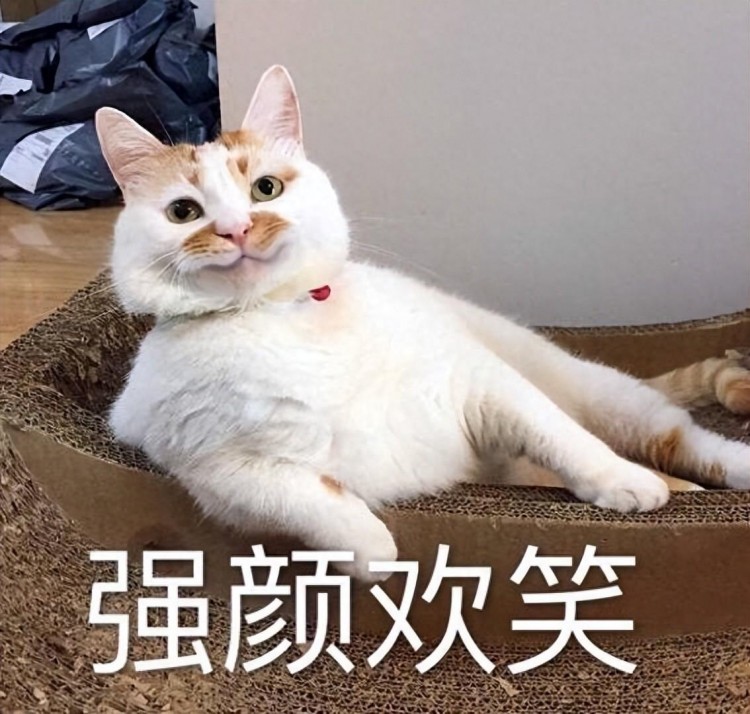 现在的猫，和人类一起生活久了，早就忘记自己是只猫了！