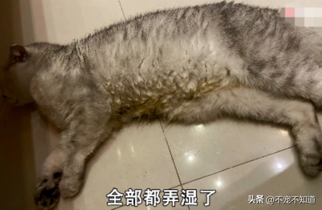 猫喝水少也会死吗？三招教你判断猫是否缺水