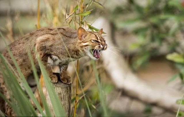 禁养猫名单公布你还在养这些猫吗