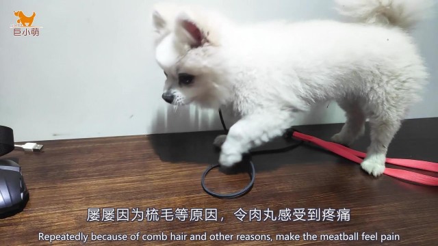 纠正触摸敏感攻击的博美犬：宠物店美容惹的祸