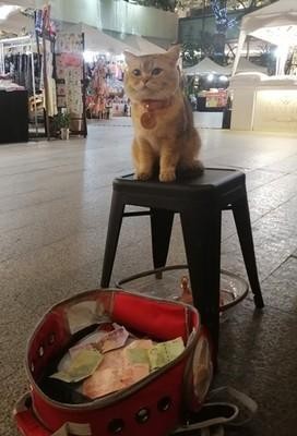 猫咪路边乞讨但这身材谁会信网友：它一晚赚得比我一天还多