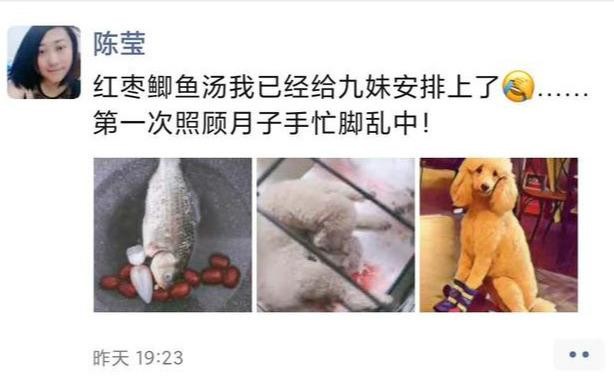 自己的萨摩耶和贵宾犬结合生孩子，“儿子变女婿”，主人尴尬地煮汤伺候