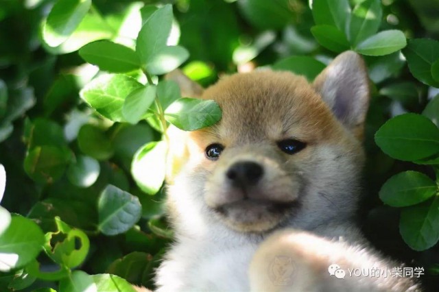 买纯种柴犬到底要花多少钱