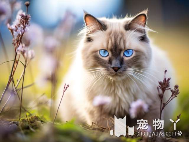 舍得金猫银猫值得收藏？