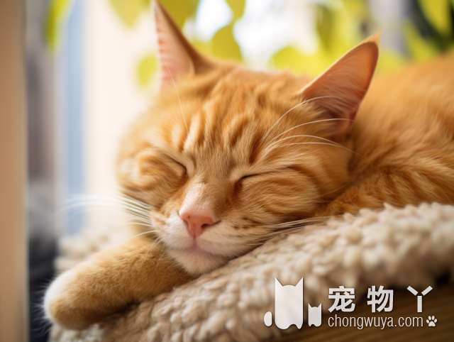 沈阳极宠宠物生活馆：免过敏的猫咪?