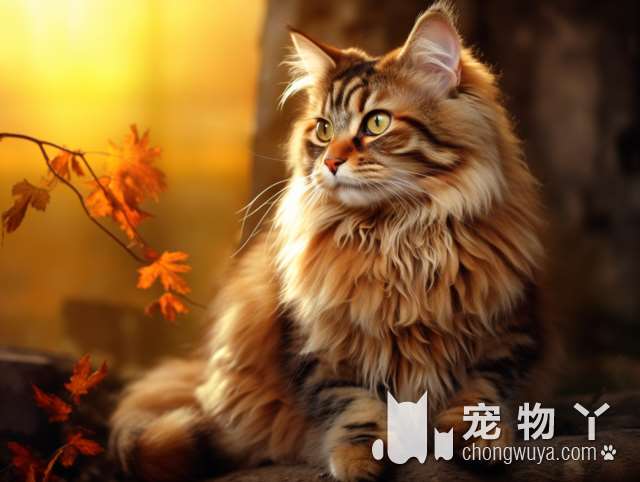 别再说猫主子不理你啦！快看，它用尾巴给你发射了一颗小心心