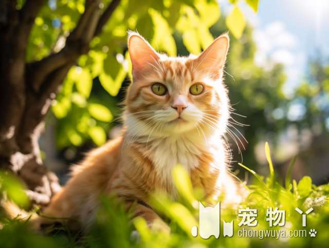 沈阳熙萌宠物猫狗销售中心，是你最满意的选择吗？