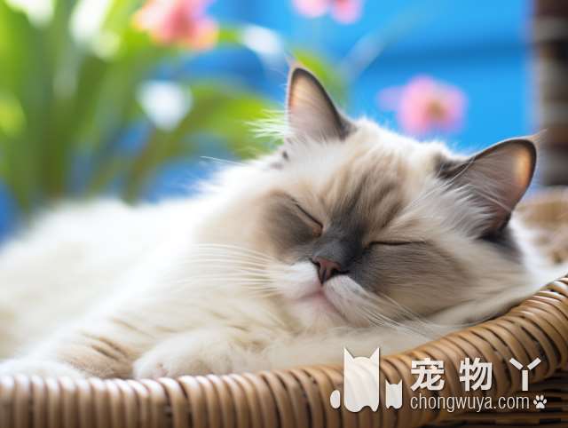 波斯猫的性格怎么样？