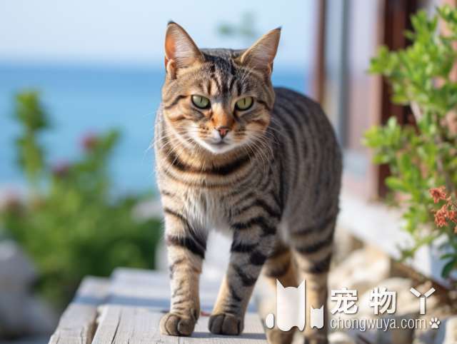 想要养宠物么？为什么选择沈阳熙萌宠物猫狗销售中心?